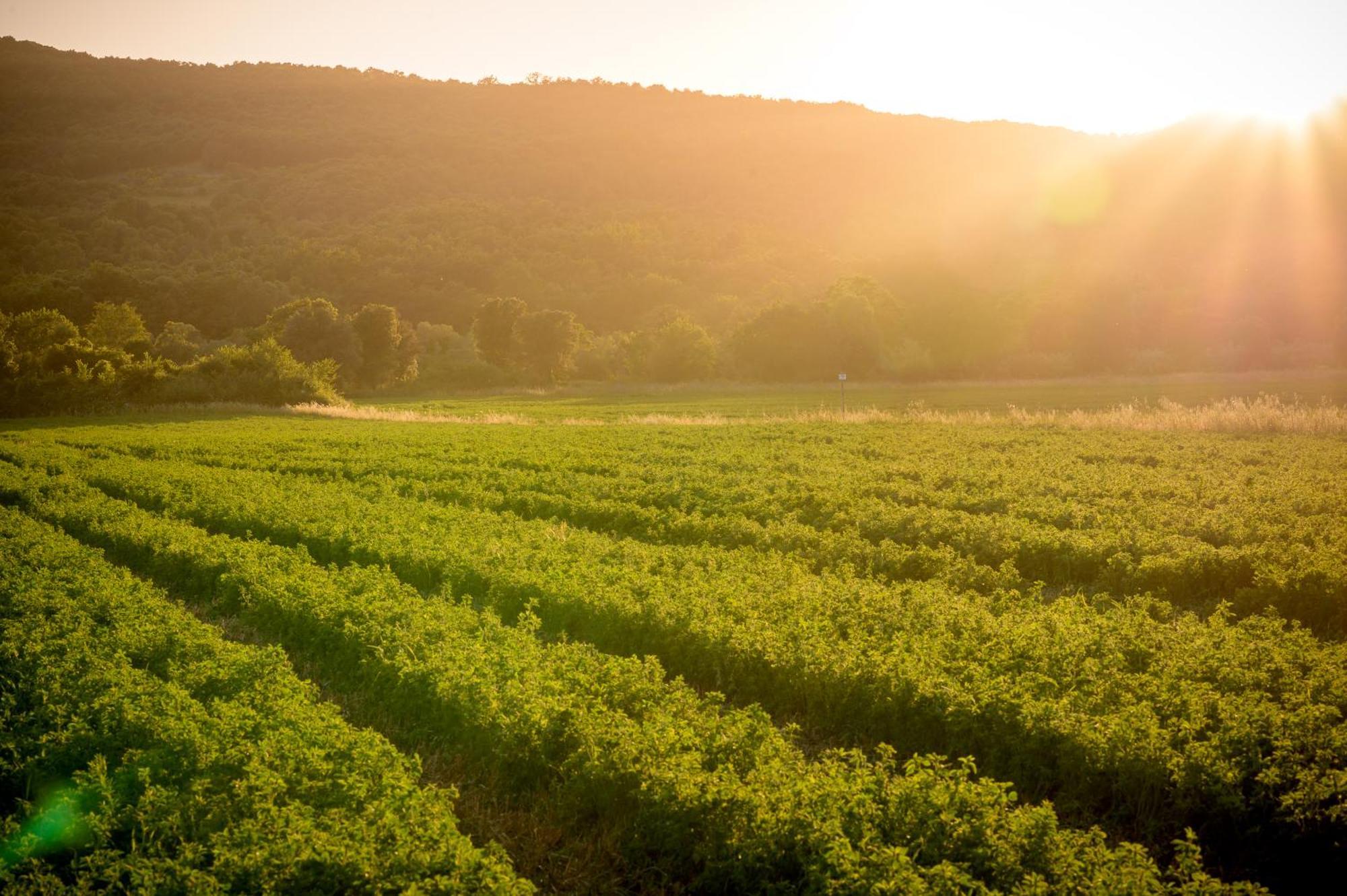 Tenuta Il Cicalino Massa Marittima Ngoại thất bức ảnh