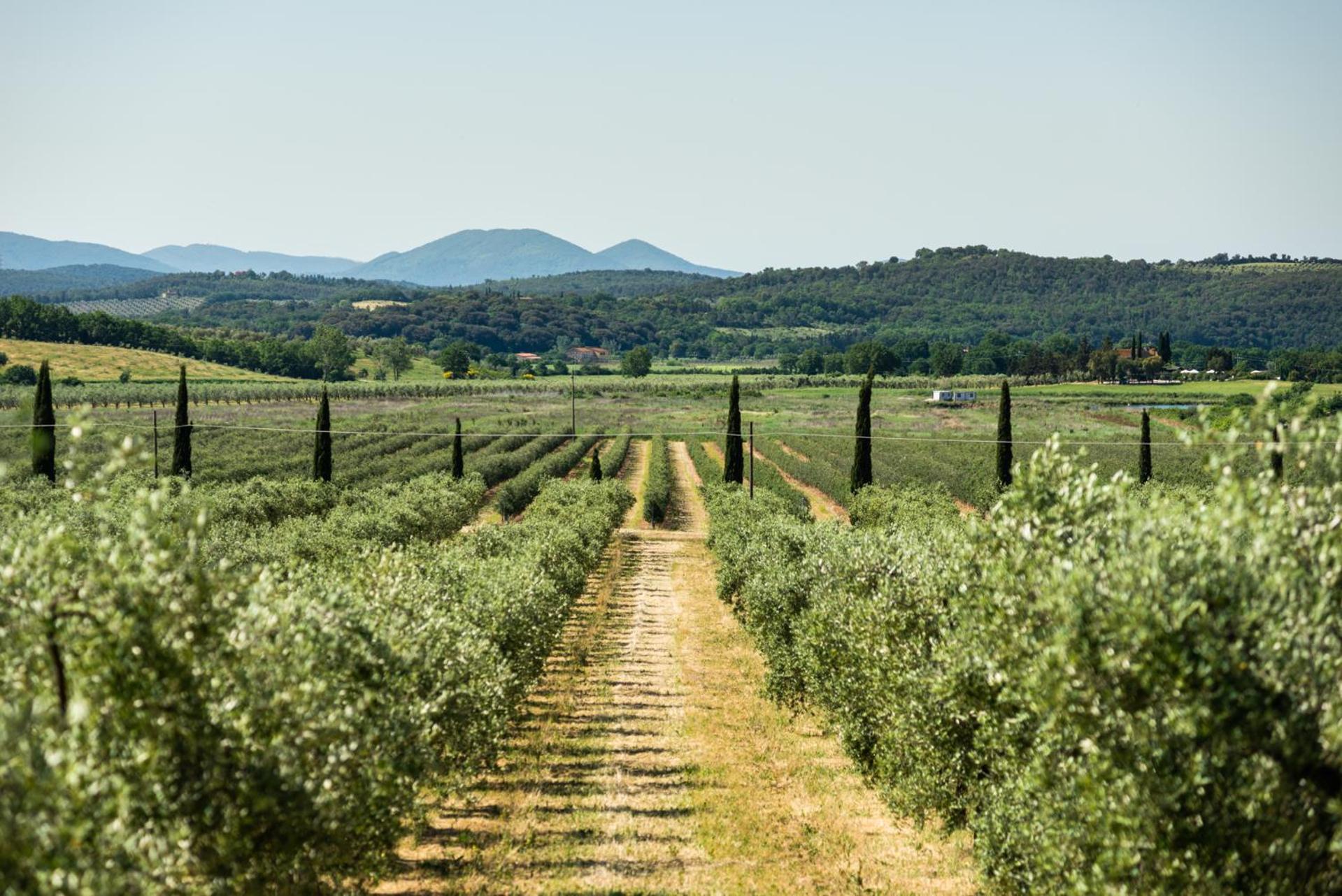 Tenuta Il Cicalino Massa Marittima Ngoại thất bức ảnh